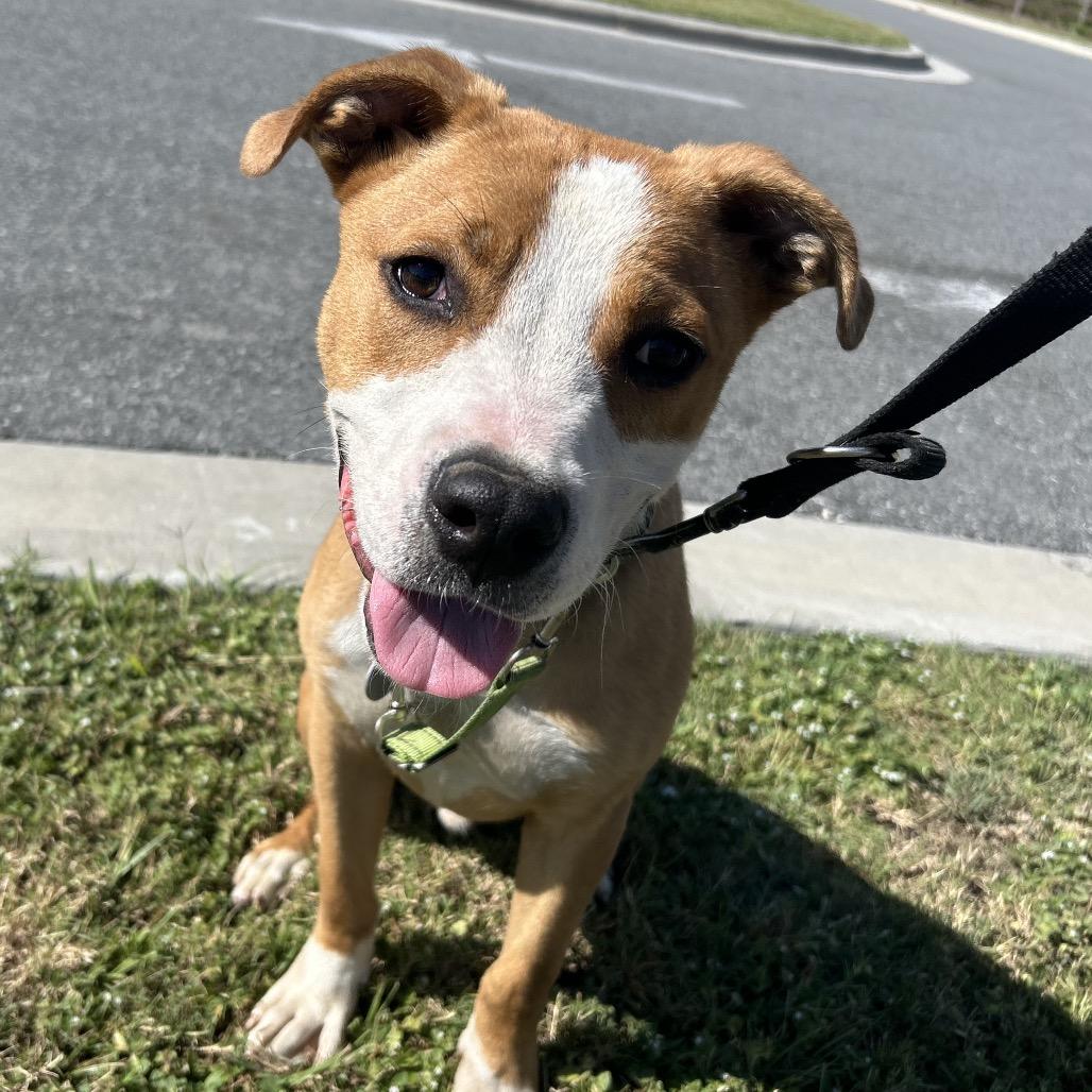 Enlarge Buzz Lightyear, a Adoptable Mixed Breed in Bangall, NY image 3/3