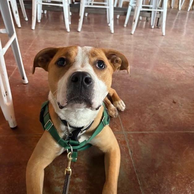 Enlarge Buzz Lightyear, a Adoptable Mixed Breed in Bangall, NY image 6/6