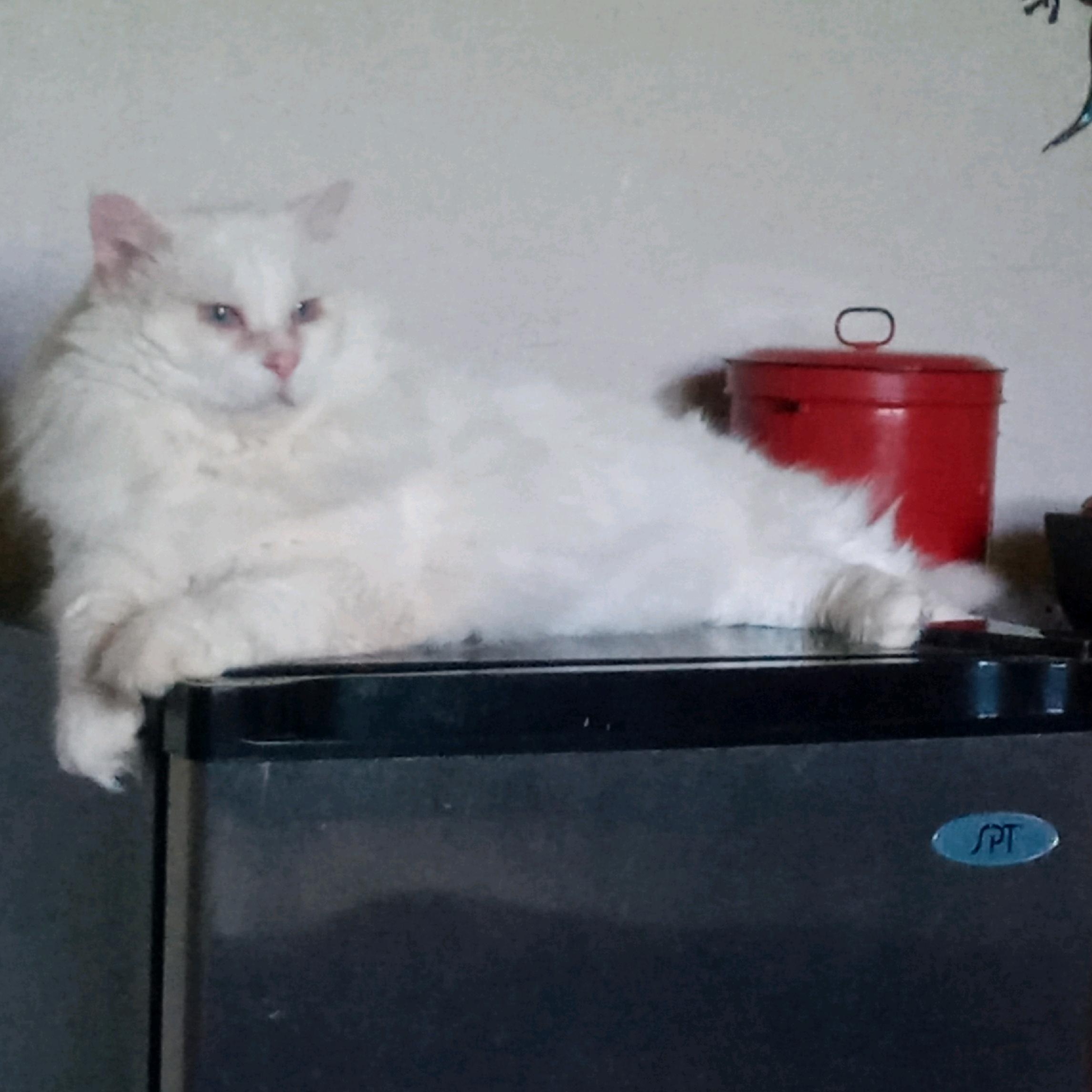 Finn, Adopted, Senior Male Turkish Van.
