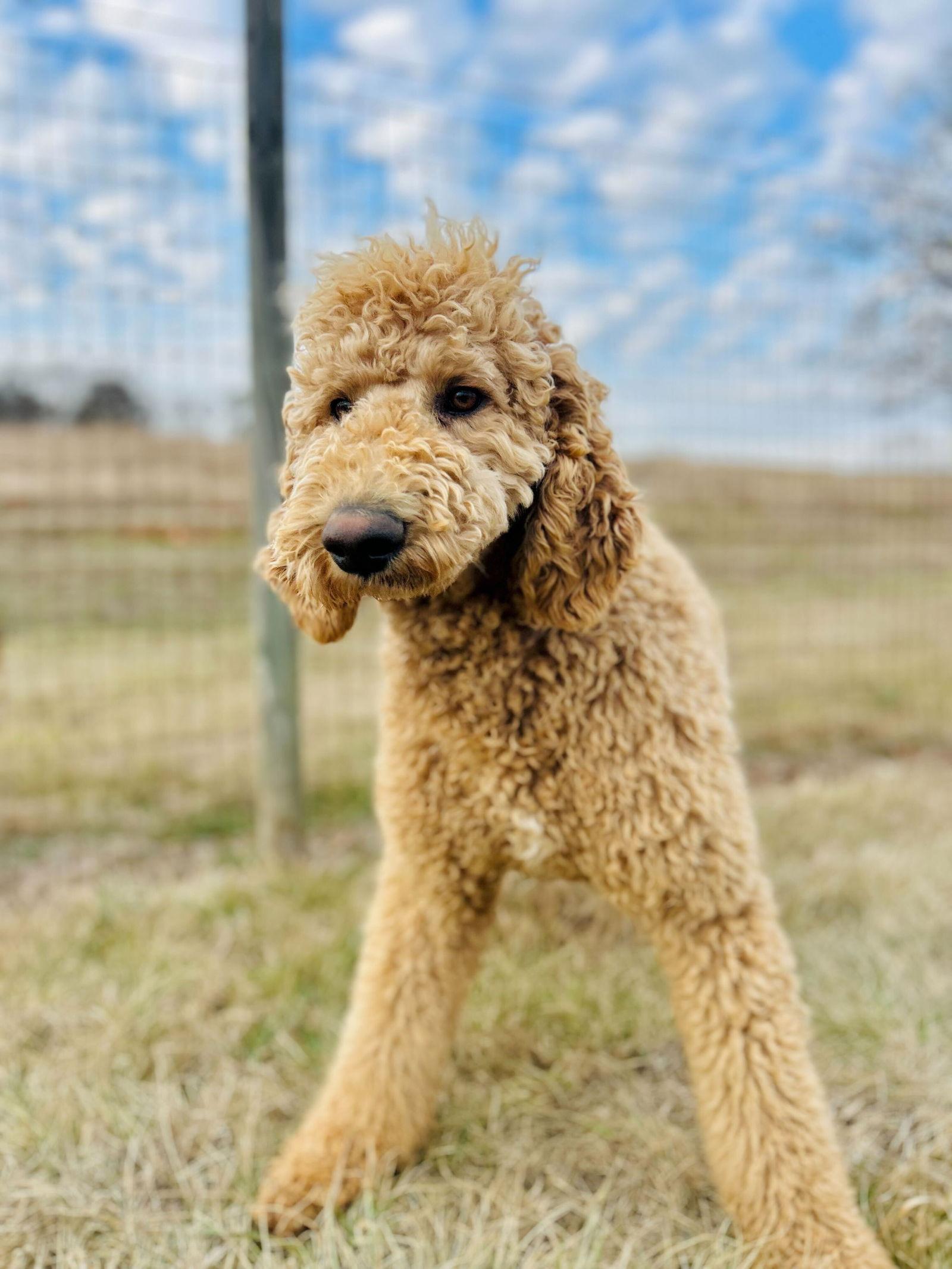 Charlie Of Earl Jan thumbnail 3