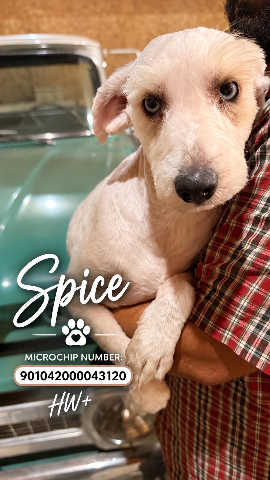 Enlarge Spice, a Adoptable Miniature Schnauzer in Burlington, VT image 2/3