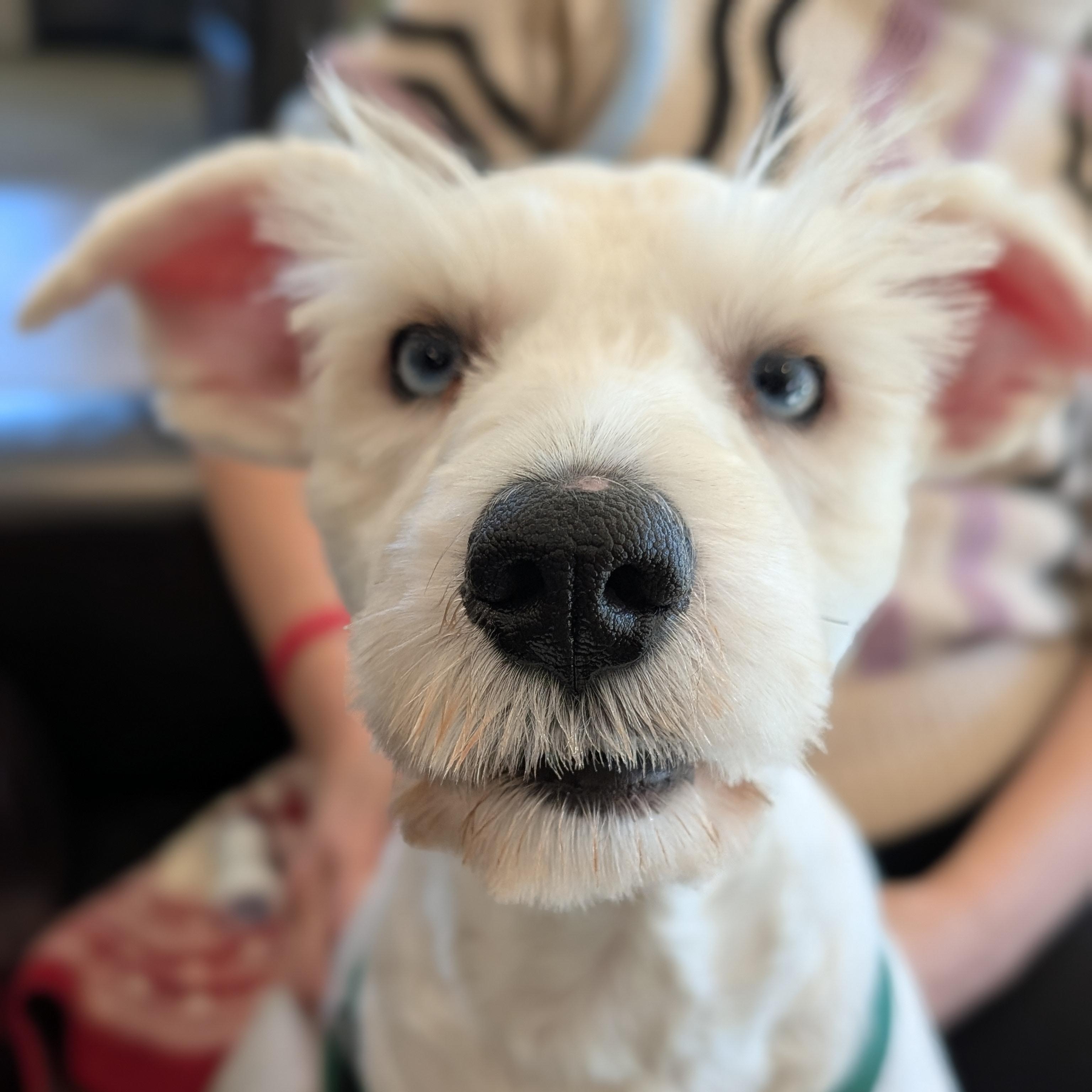 Spice, Adoptable, Young Male Miniature Schnauzer.