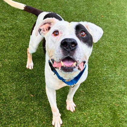 Cleatus, Adoptable, Adult Male Terrier & Mixed Breed.