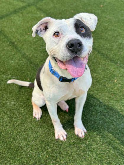 Cleatus, a Adoptable mixed breed in Gastonia, NC image 3/3
