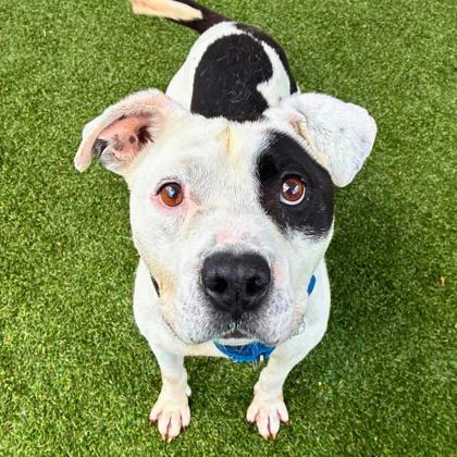 Enlarge Cleatus, a Adoptable mixed breed in Gastonia, NC image 2/2