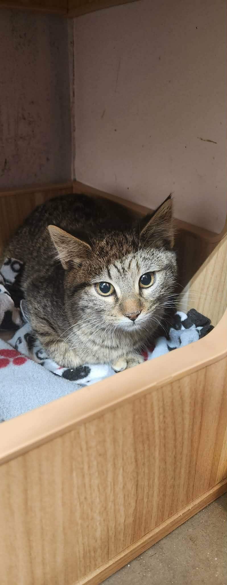 Enlarge Lilo, a Adoptable Tabby in Stover, MO image 1/2