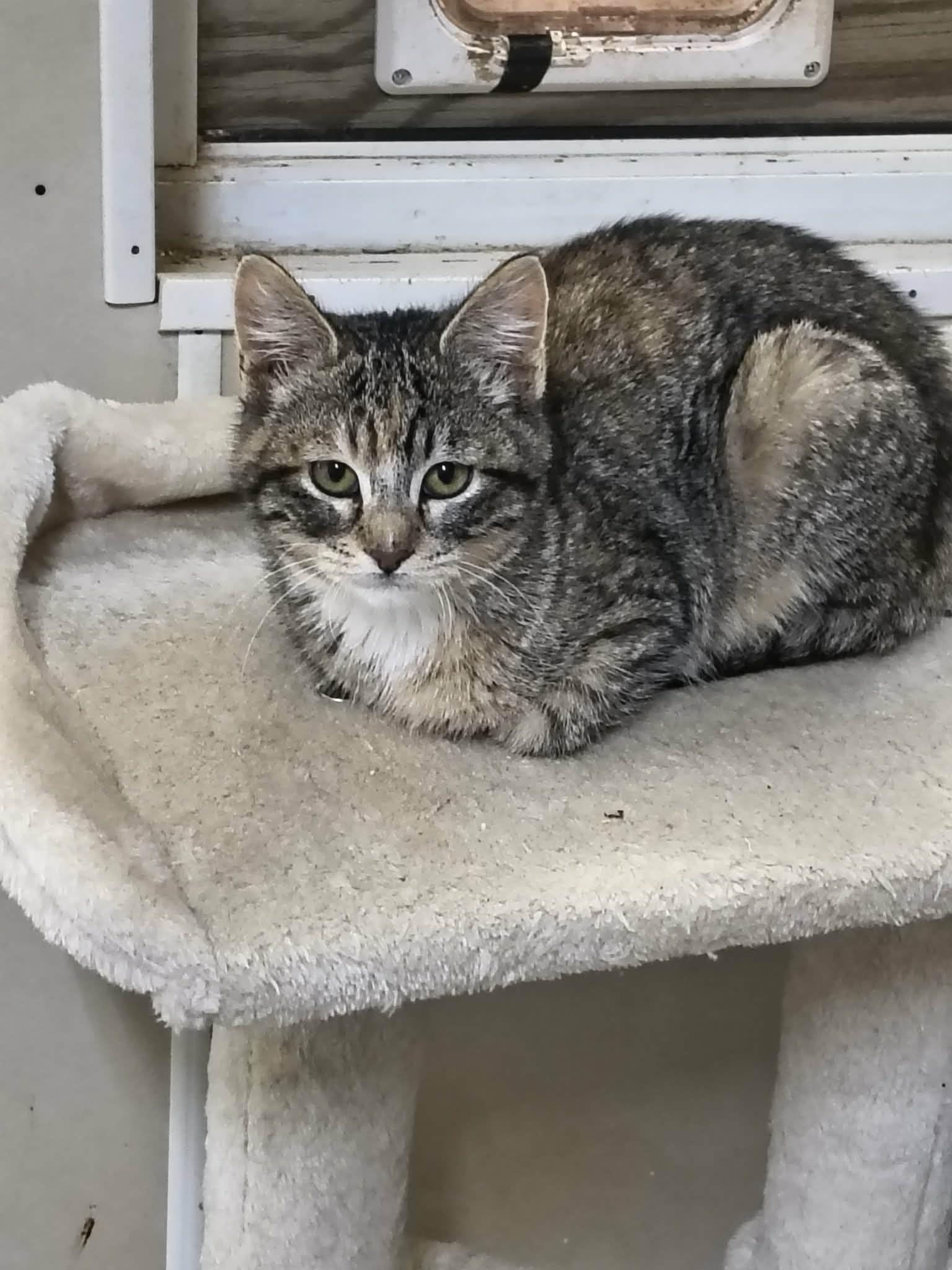 Enlarge Lilo, a Adoptable Tabby in Stover, MO image 2/2