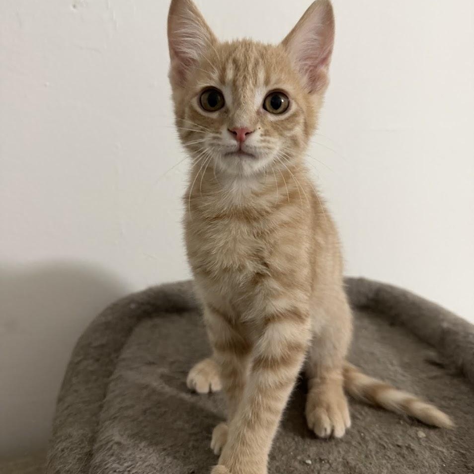 Enlarge Ramboo, an adopted Domestic Short Hair image 4/6