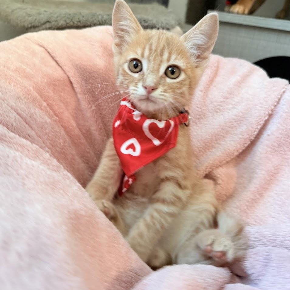 Enlarge Ramboo, an adopted Domestic Short Hair image 2/6