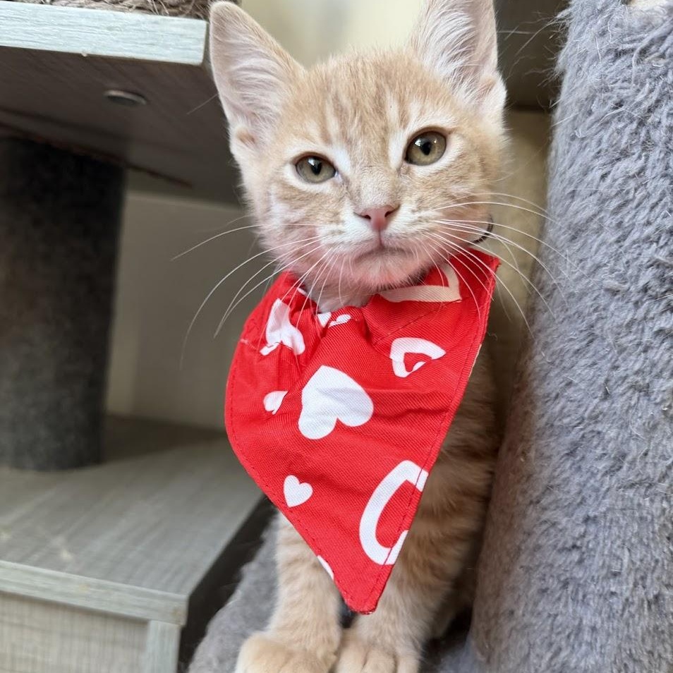 Enlarge Ramboo, an adopted Domestic Short Hair image 1/6