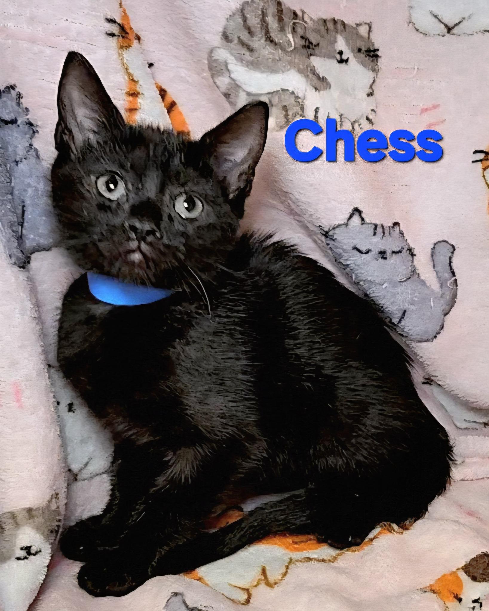 Chess