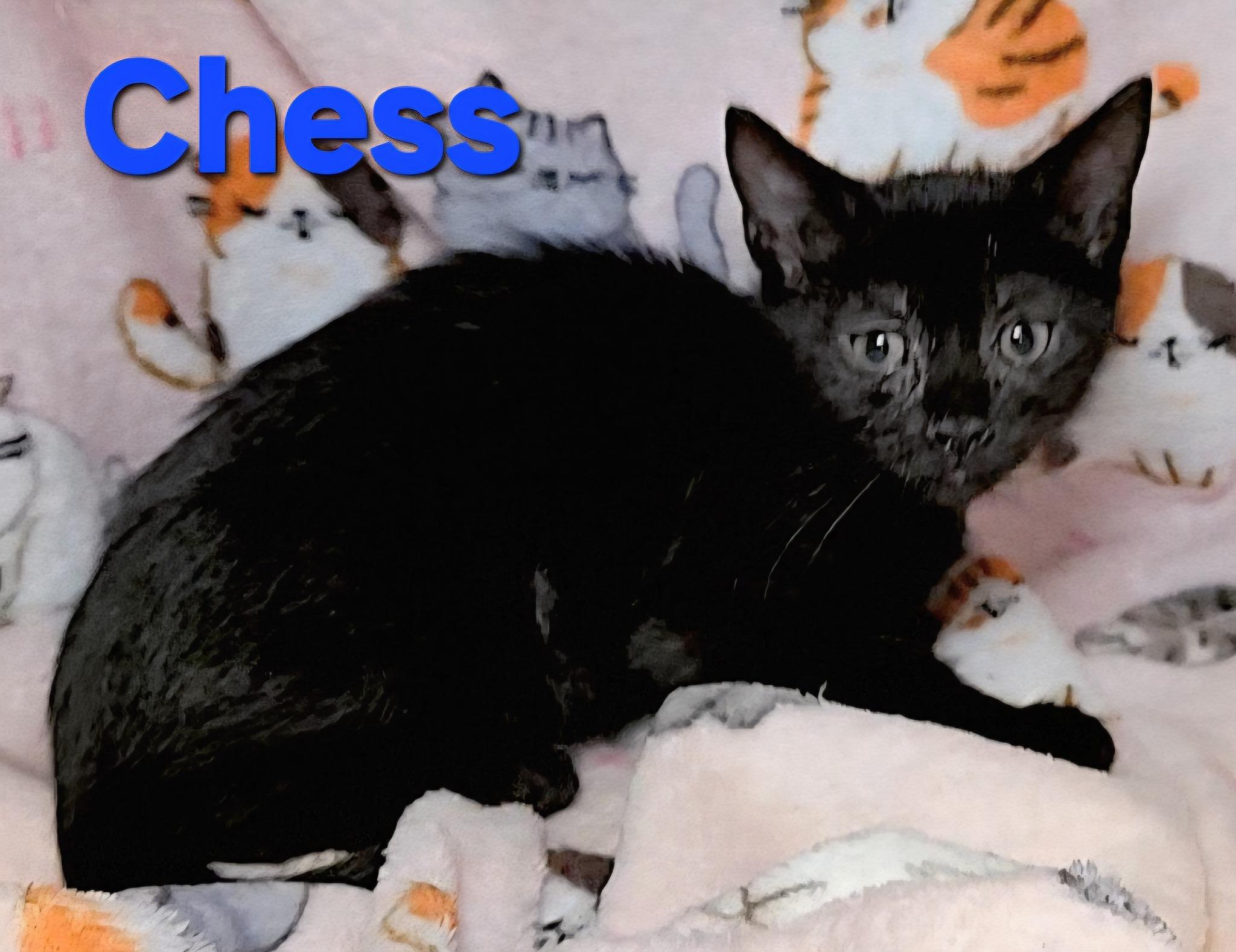 Chess