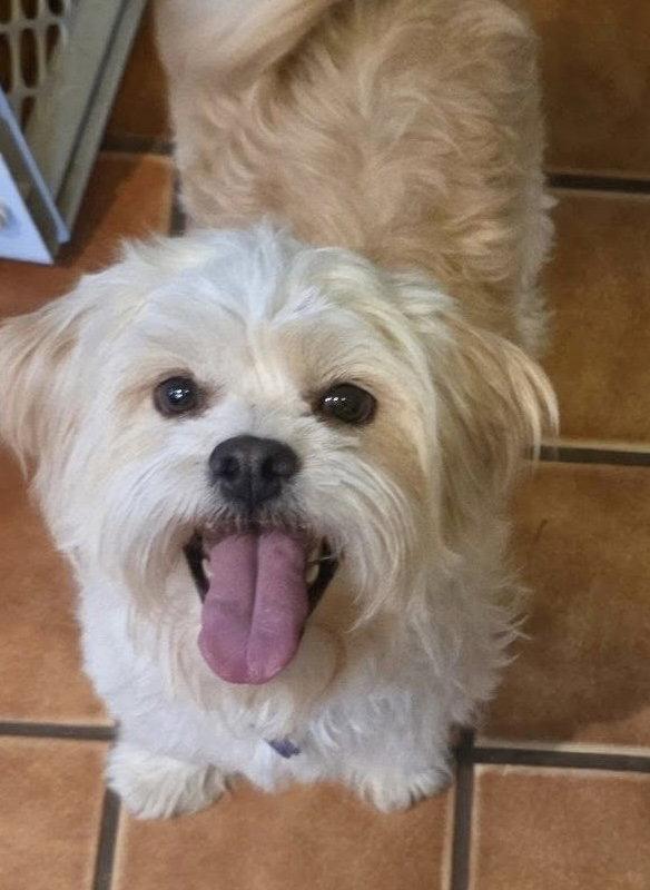 Penelope, Adopted, Adult Female Shih Tzu.