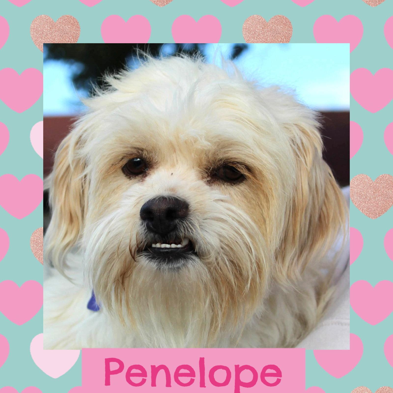 Enlarge Penelope, a Adopted Shih Tzu in Littleton, CO image 3/3