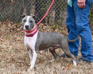 DA 9 Velma, Adoptable, Young Female Terrier.