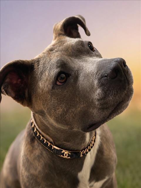 CHANEL, Adoptable, Adult Female Pit Bull Terrier.