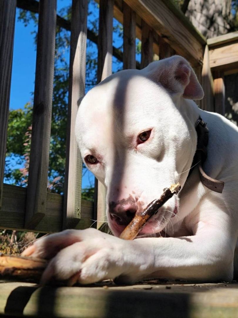 Rohan**SPECIAL NEEDS SWEETHEART! 5