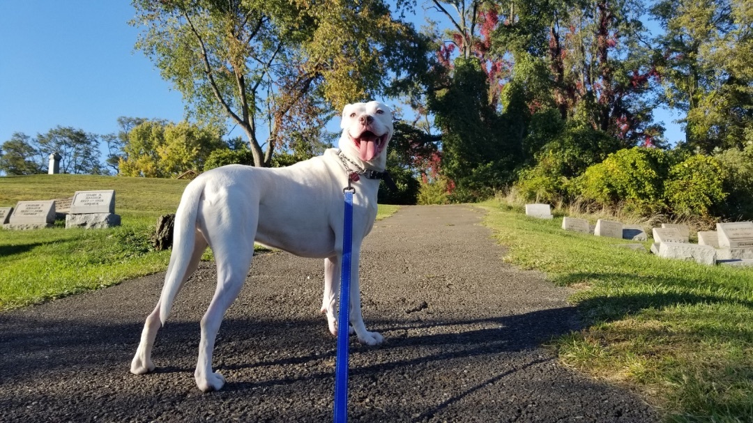 Rohan**SPECIAL NEEDS SWEETHEART!