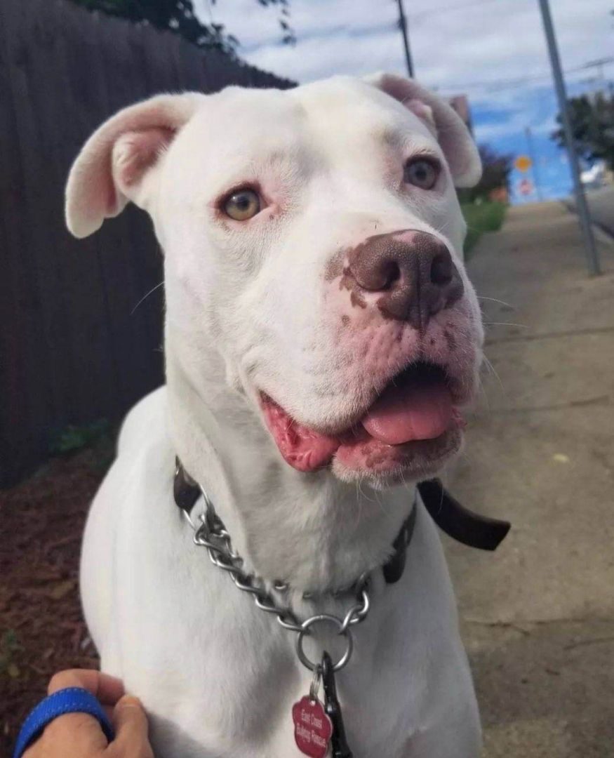 Rohan**SPECIAL NEEDS SWEETHEART! 3