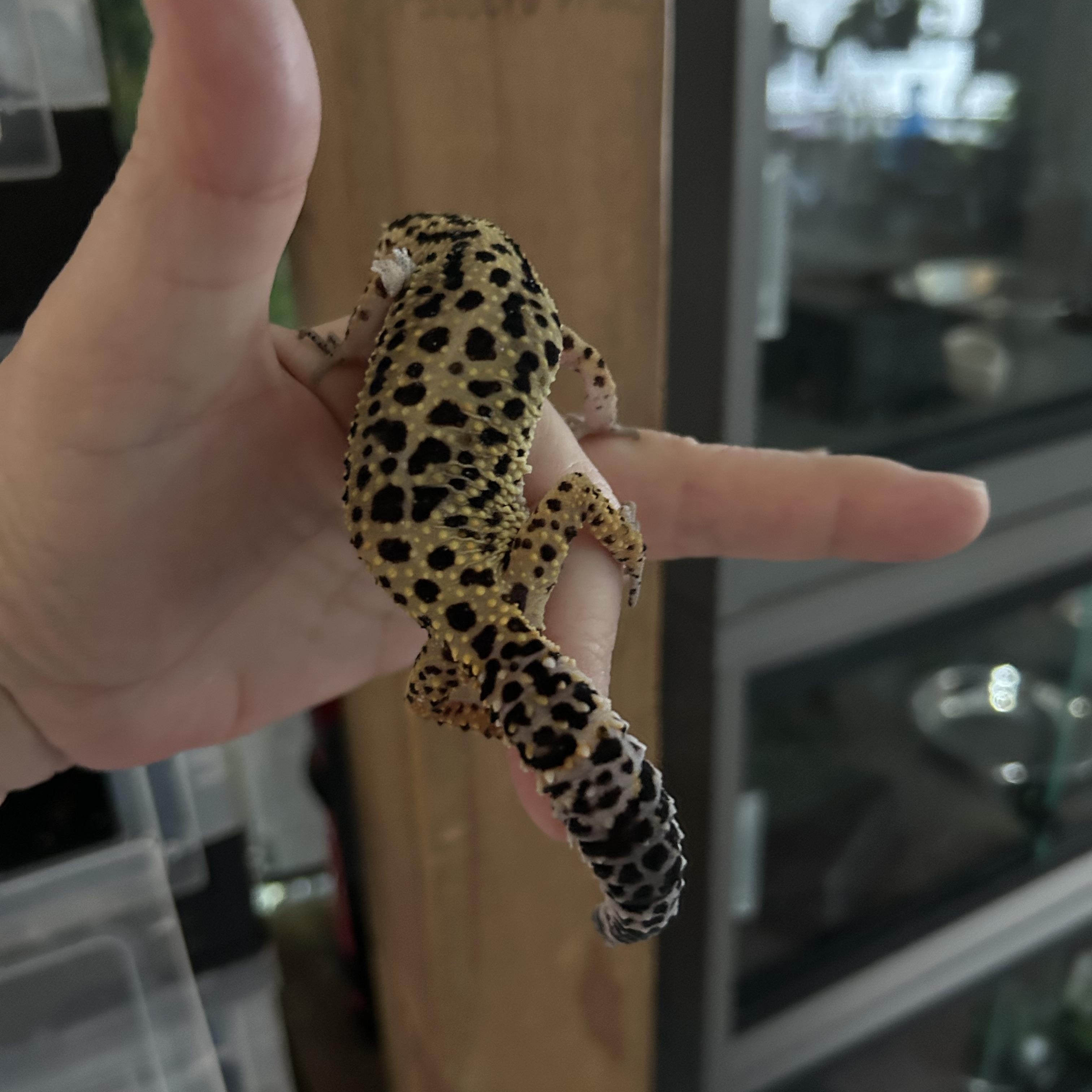 Leopard Gecko Spunky, a Adoptable Gecko in Concord, CA image 2/2