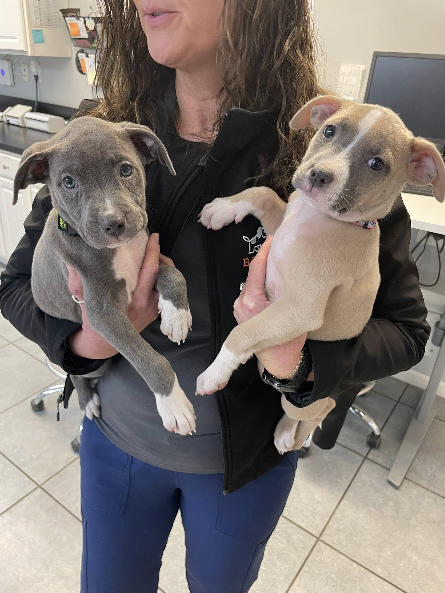 Enlarge Val, an adopted mixed breed in Columbus, OH image 6/6