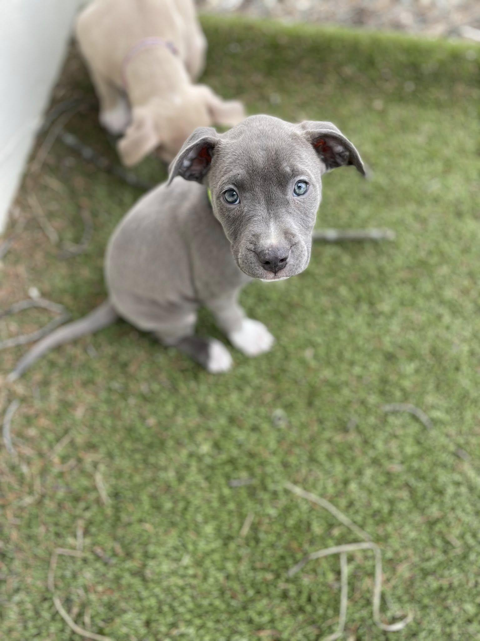 Val, adopted, Puppy Female Pit Bull Terrier.