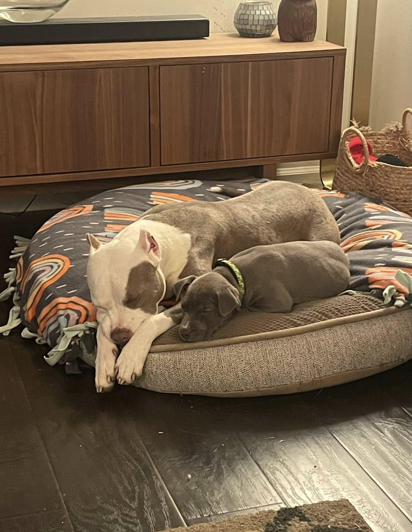 Enlarge Val, an adopted mixed breed in Columbus, OH image 4/6