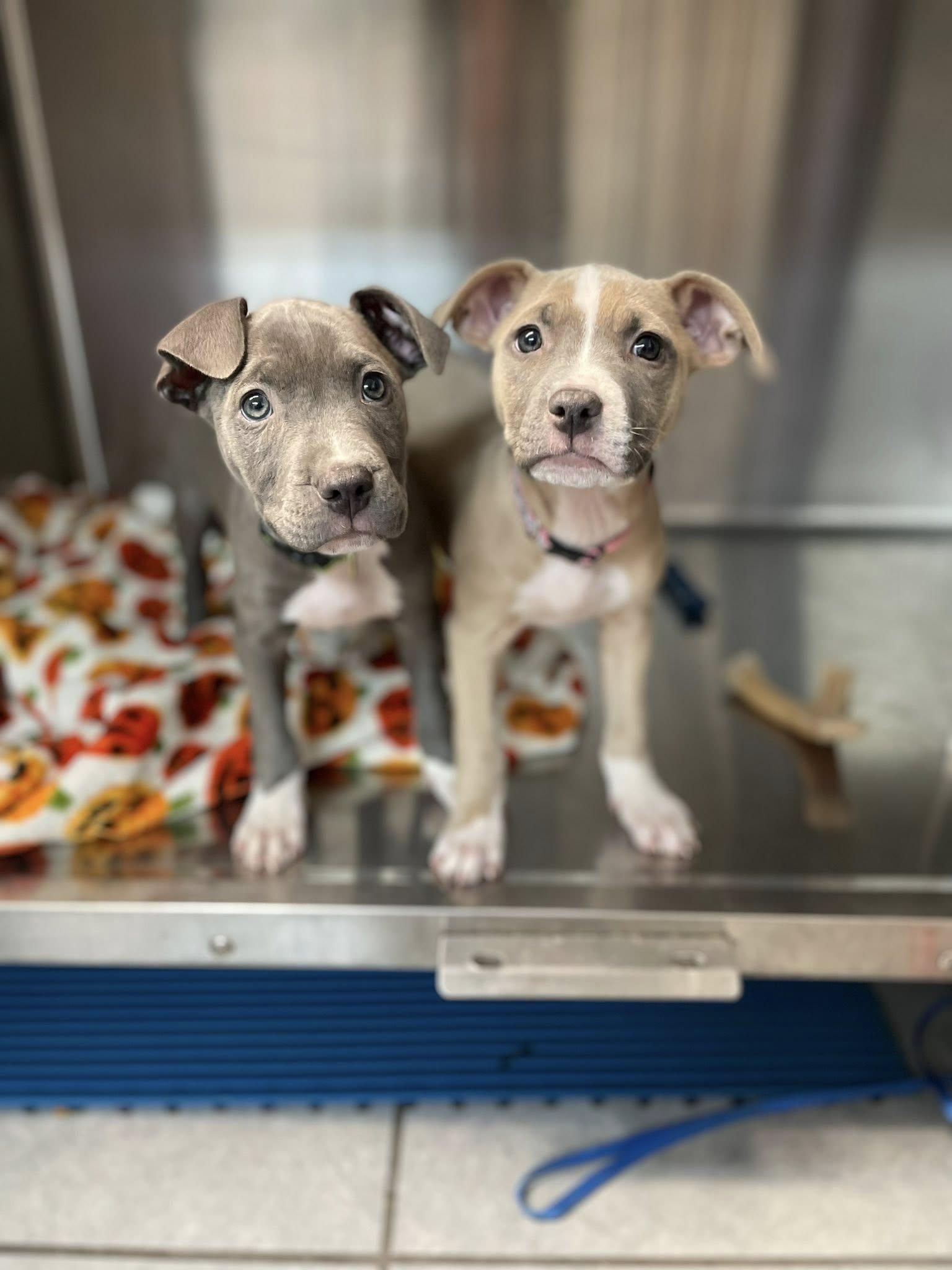 Enlarge Val, an adopted mixed breed in Columbus, OH image 3/6