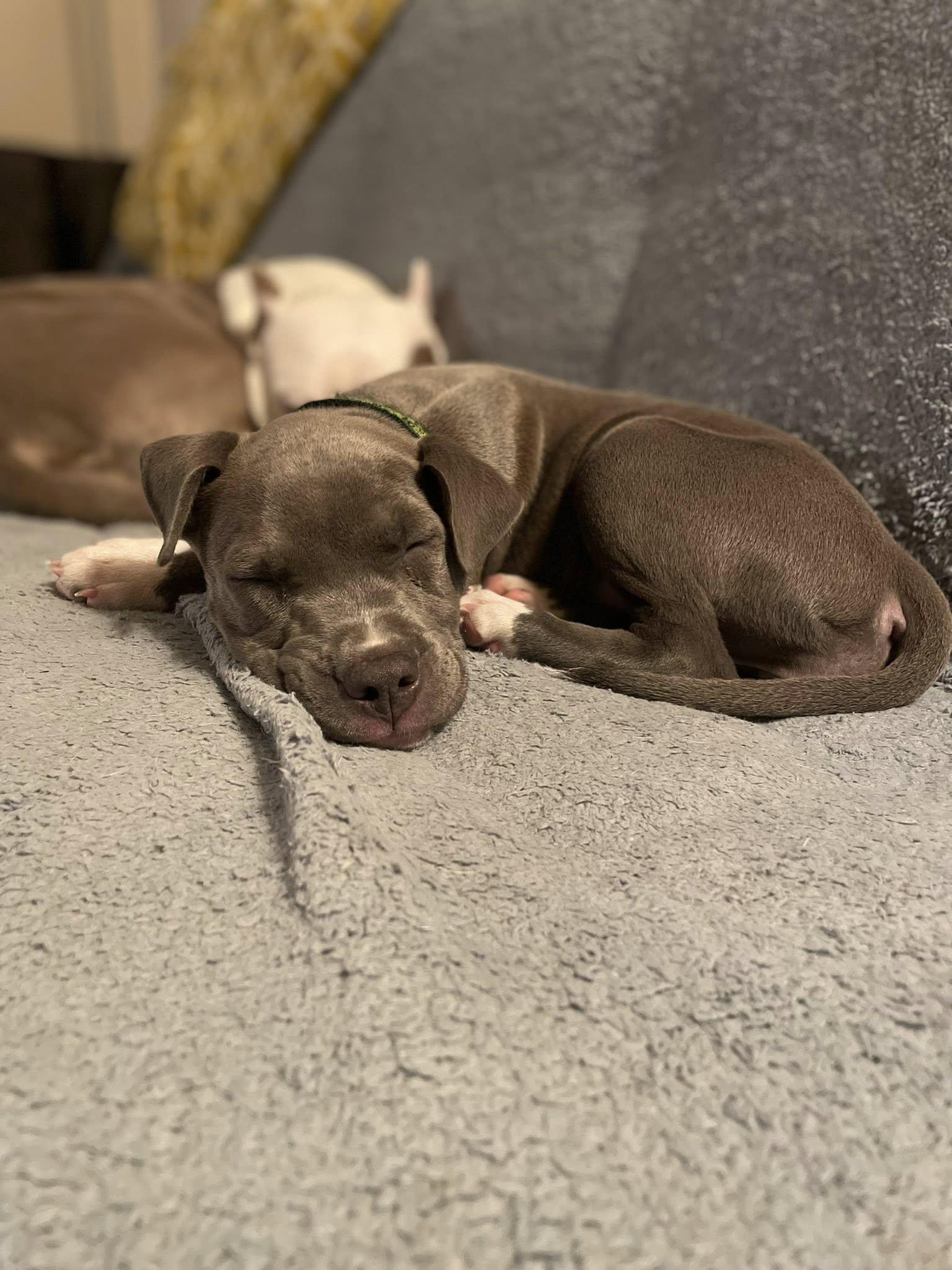 Enlarge Val, an adopted mixed breed in Columbus, OH image 5/6