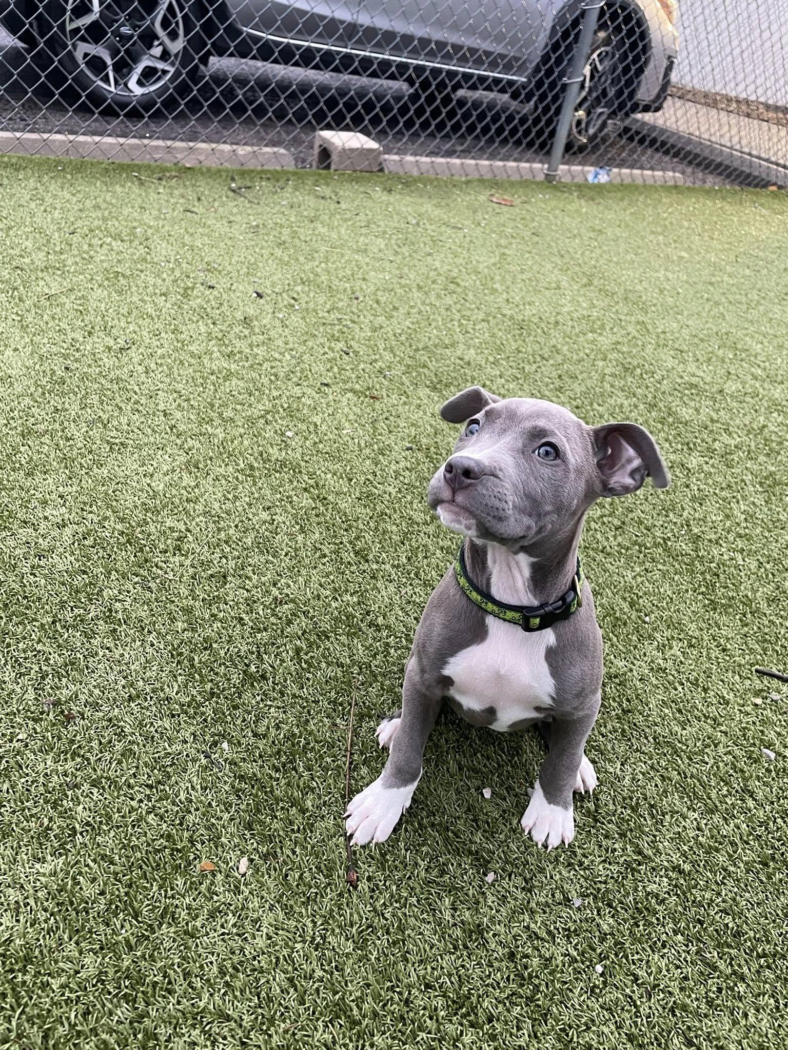 Enlarge Val, an adopted mixed breed in Columbus, OH image 2/6