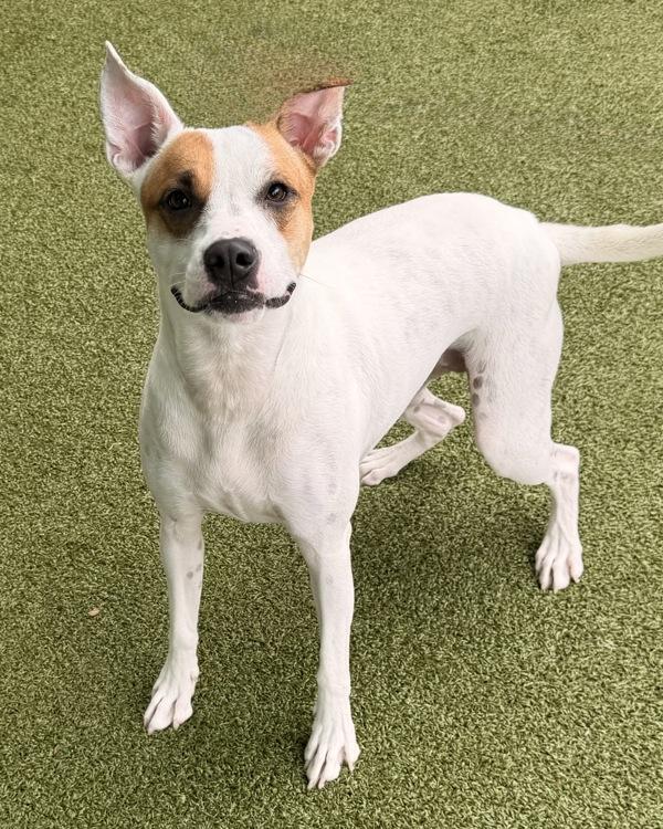 Leia, Adoptable, Adult Female Pit Bull Terrier & Hound.