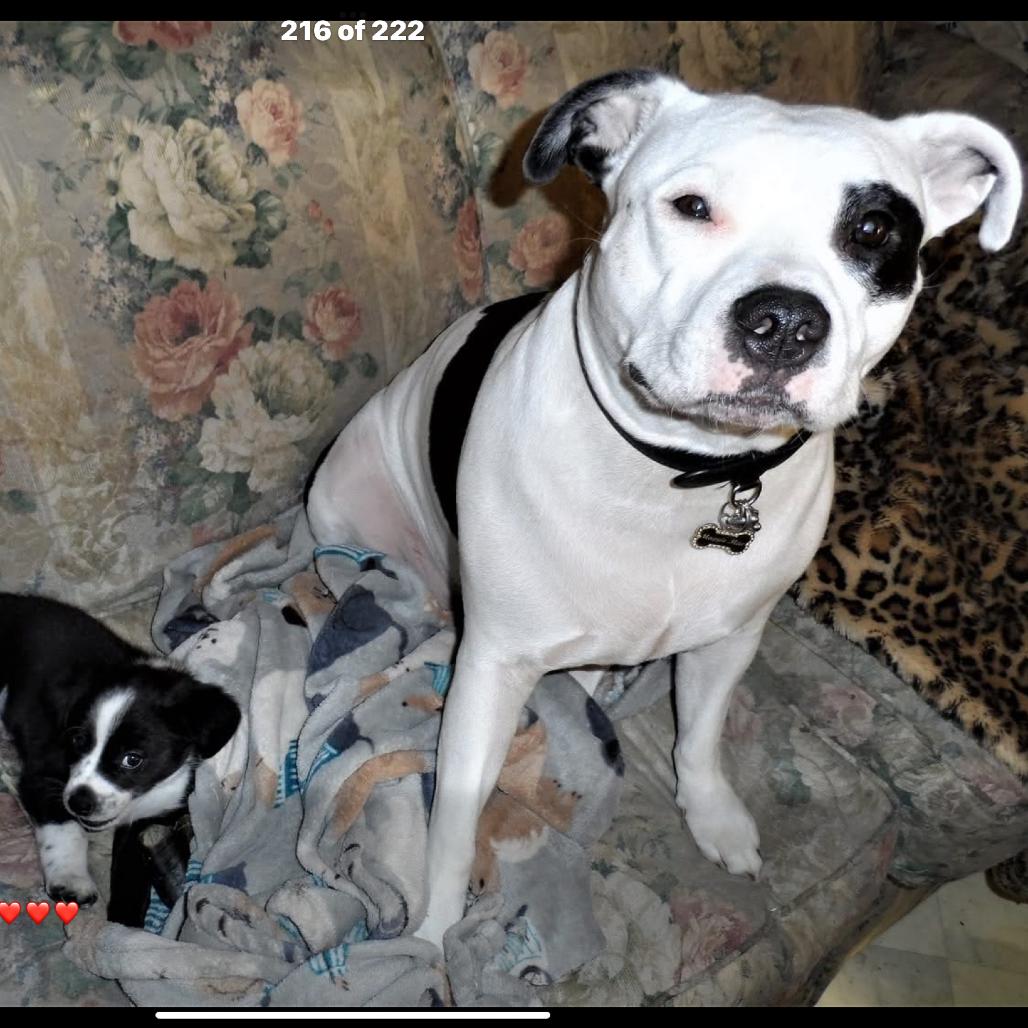 Maggie - Home to Home