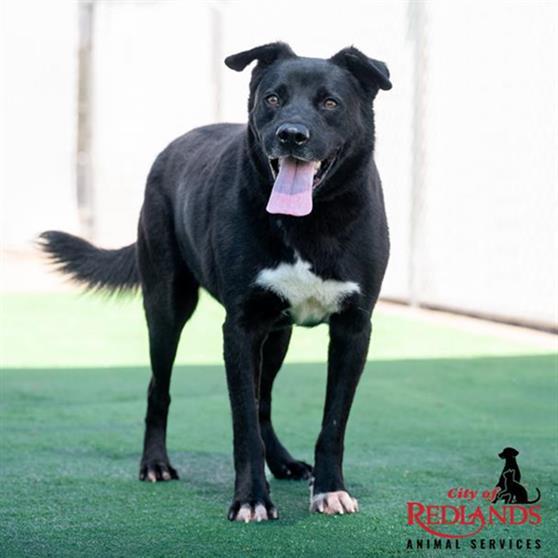 Enlarge GILBERT- IN TRAINING, a Adoptable mixed breed in Redlands, CA image 1/1