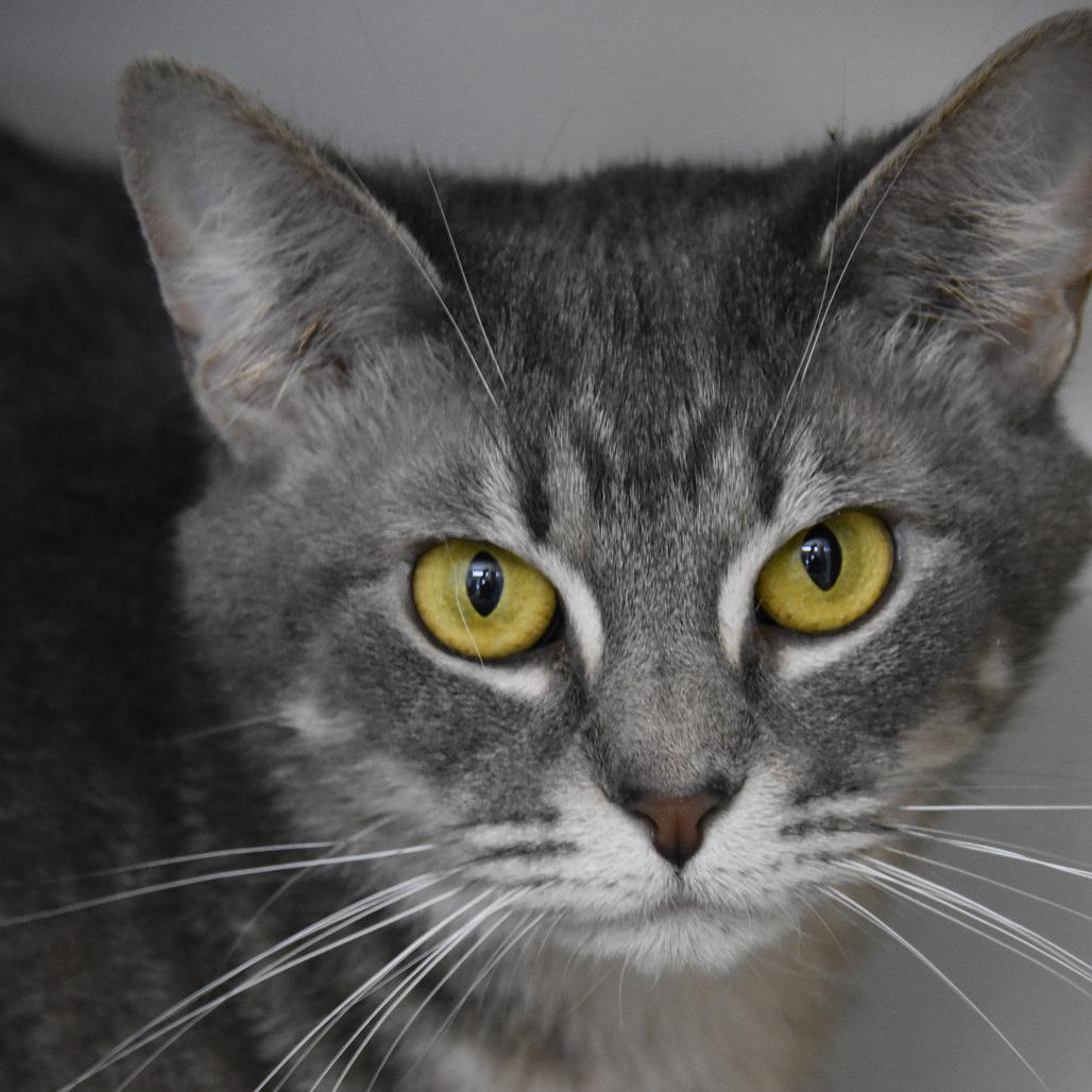 Molly, Adoptable, Adult Female Domestic Short Hair.