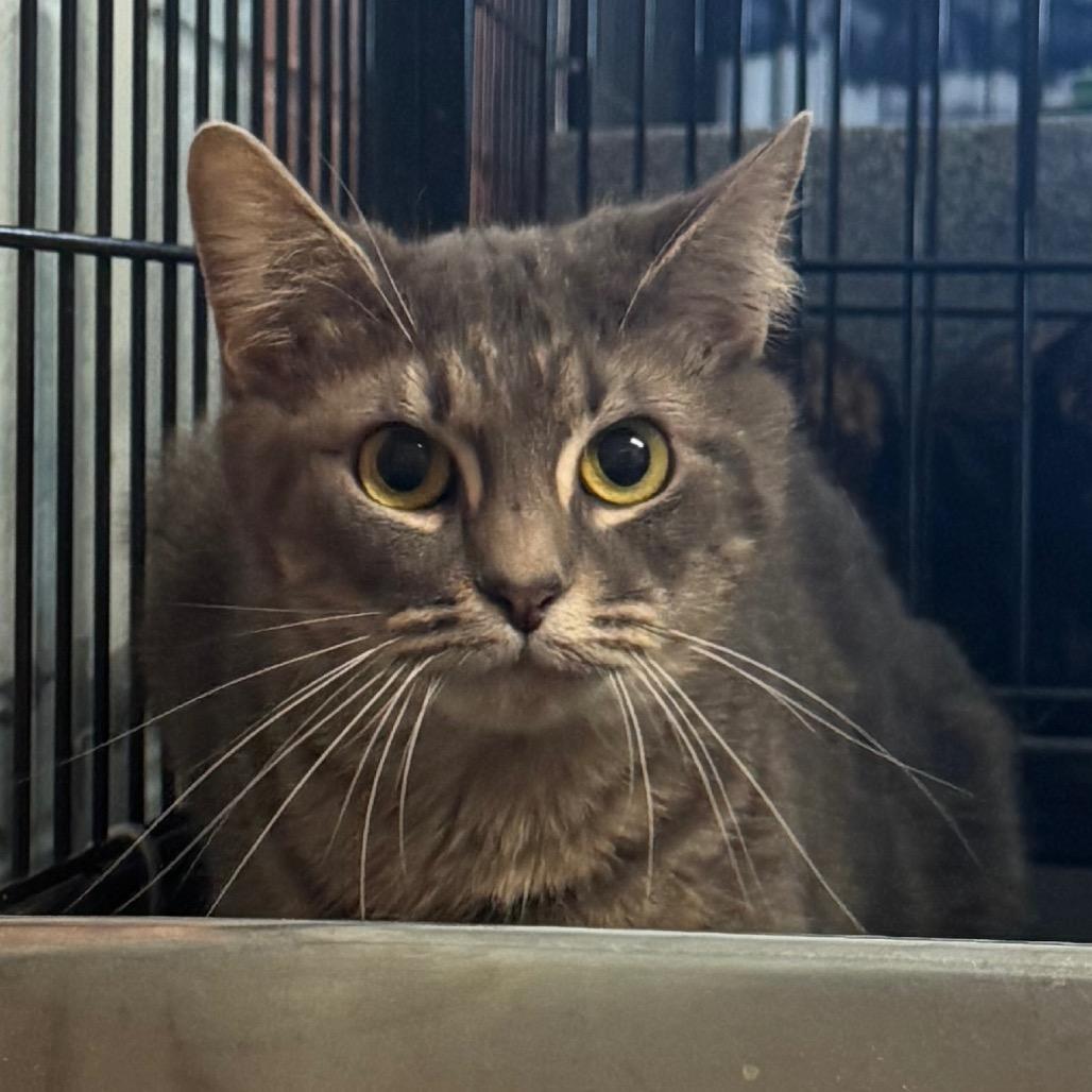 Molly, a Adoptable Domestic Short Hair image 3/4