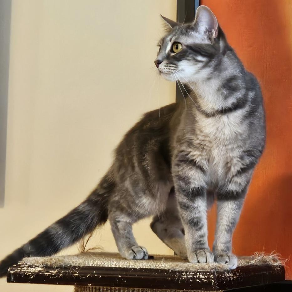 Enlarge Molly, a Adoptable Domestic Short Hair in Columbus, NC image 2/4