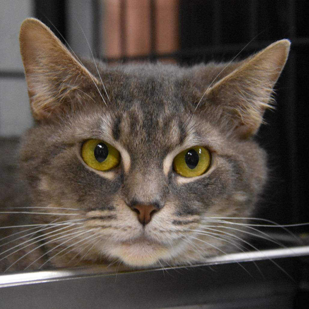 Enlarge Molly, a Adoptable Domestic Short Hair in Columbus, NC image 4/4