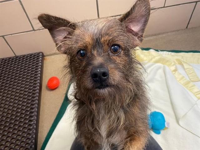 Enlarge BIG DAWG, a Adoptable mixed breed in Fort Wayne, IN image 1/1
