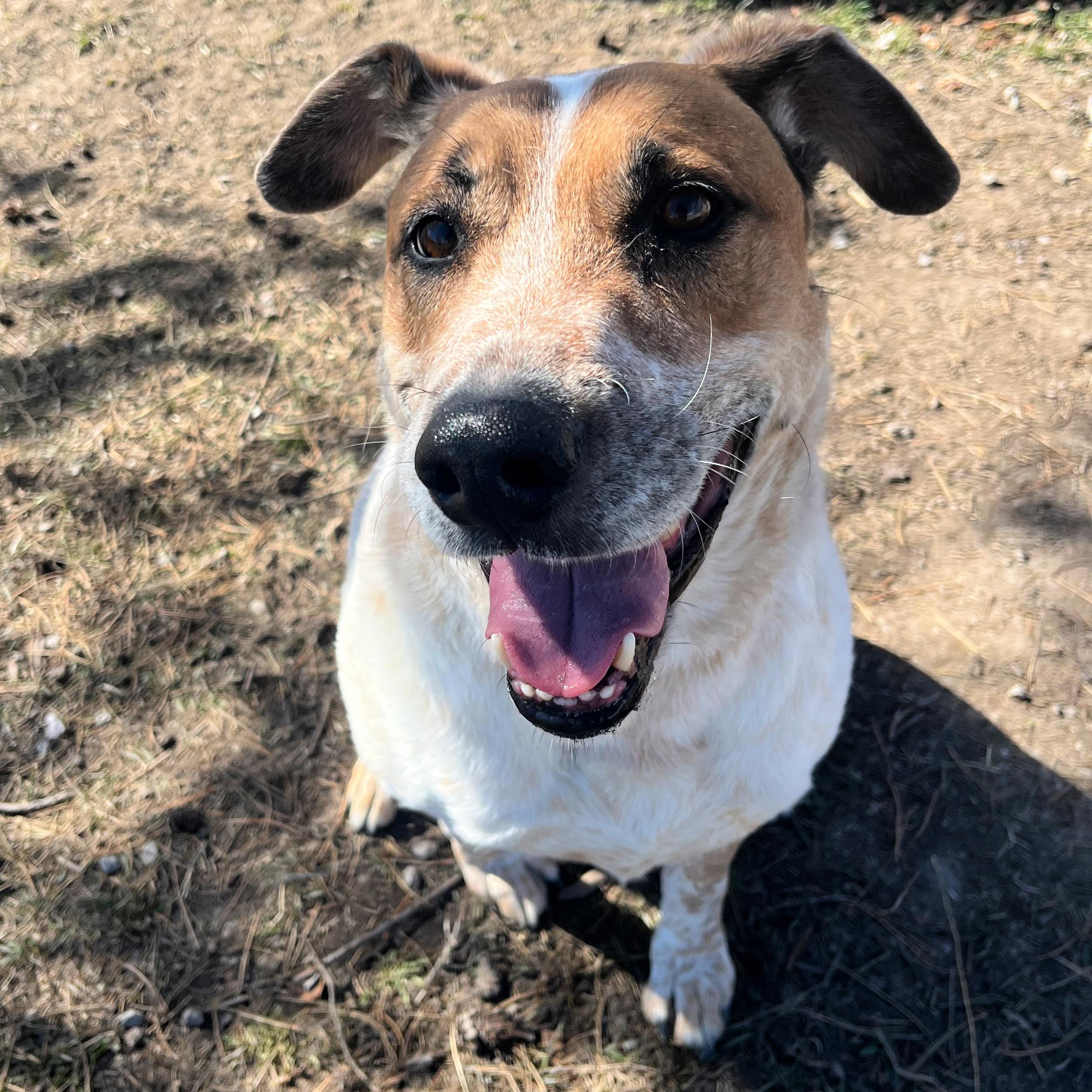 Enlarge River, a ADOPTABLE mixed breed in Lindon, UT image 5/5