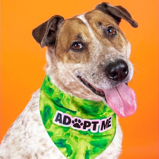 Enlarge River, a ADOPTABLE mixed breed in Lindon, UT image 1/5