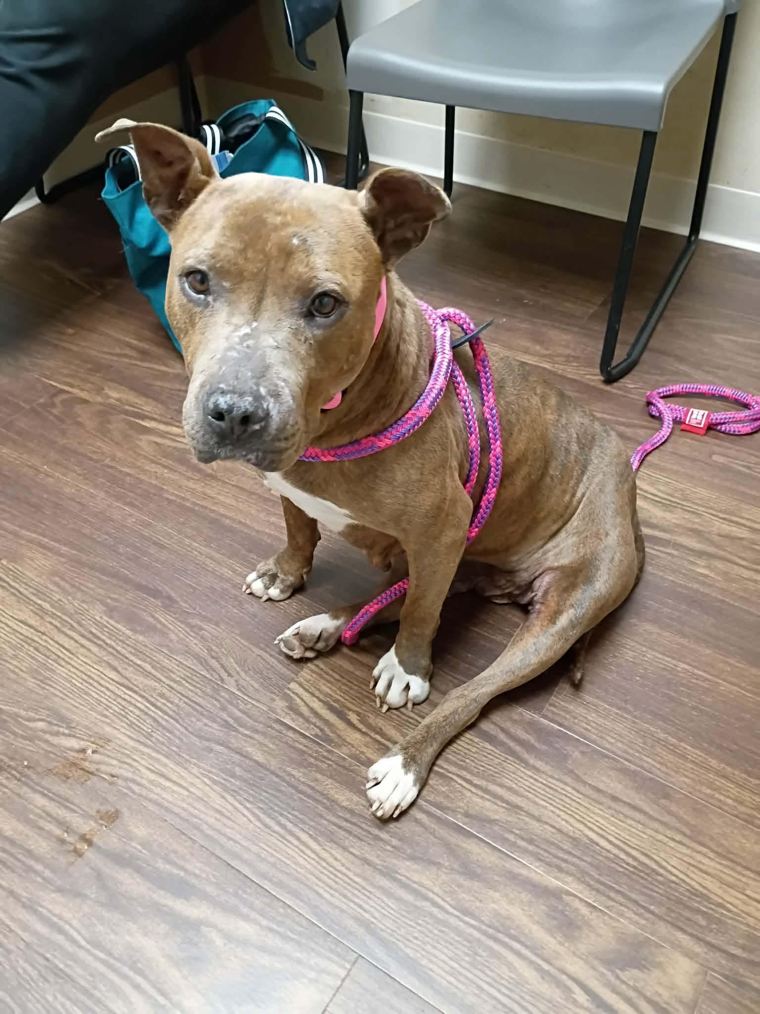 Enlarge Baby Girl, a ADOPTABLE Pit Bull Terrier in Vernon Hills, IL image 3/4