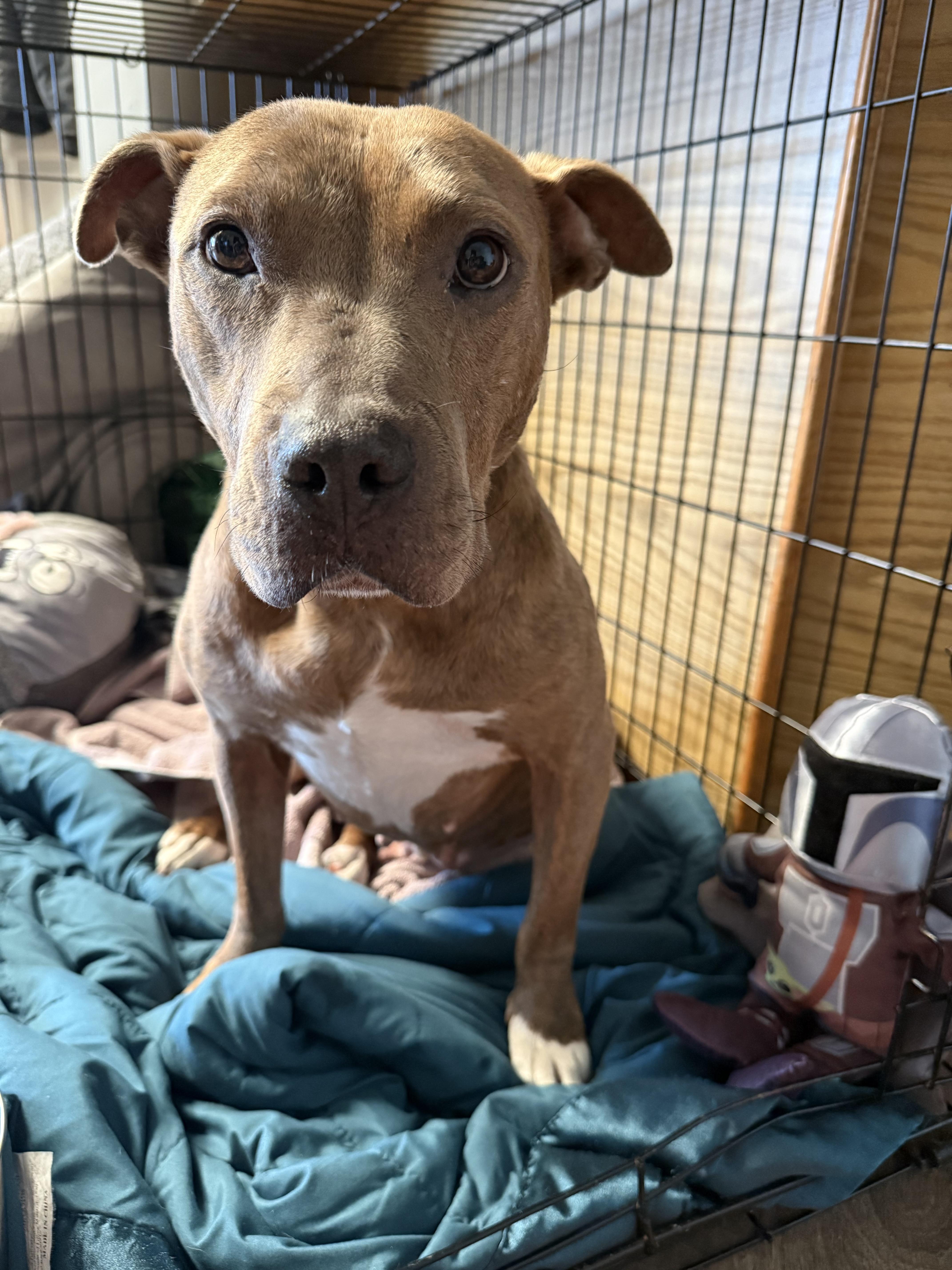 Baby Girl, ADOPTABLE, Adult Female Pit Bull Terrier.