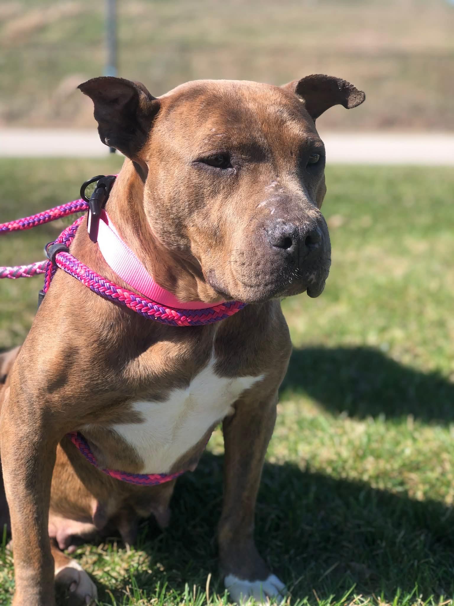 Enlarge Baby Girl, a ADOPTABLE Pit Bull Terrier in Vernon Hills, IL image 2/4