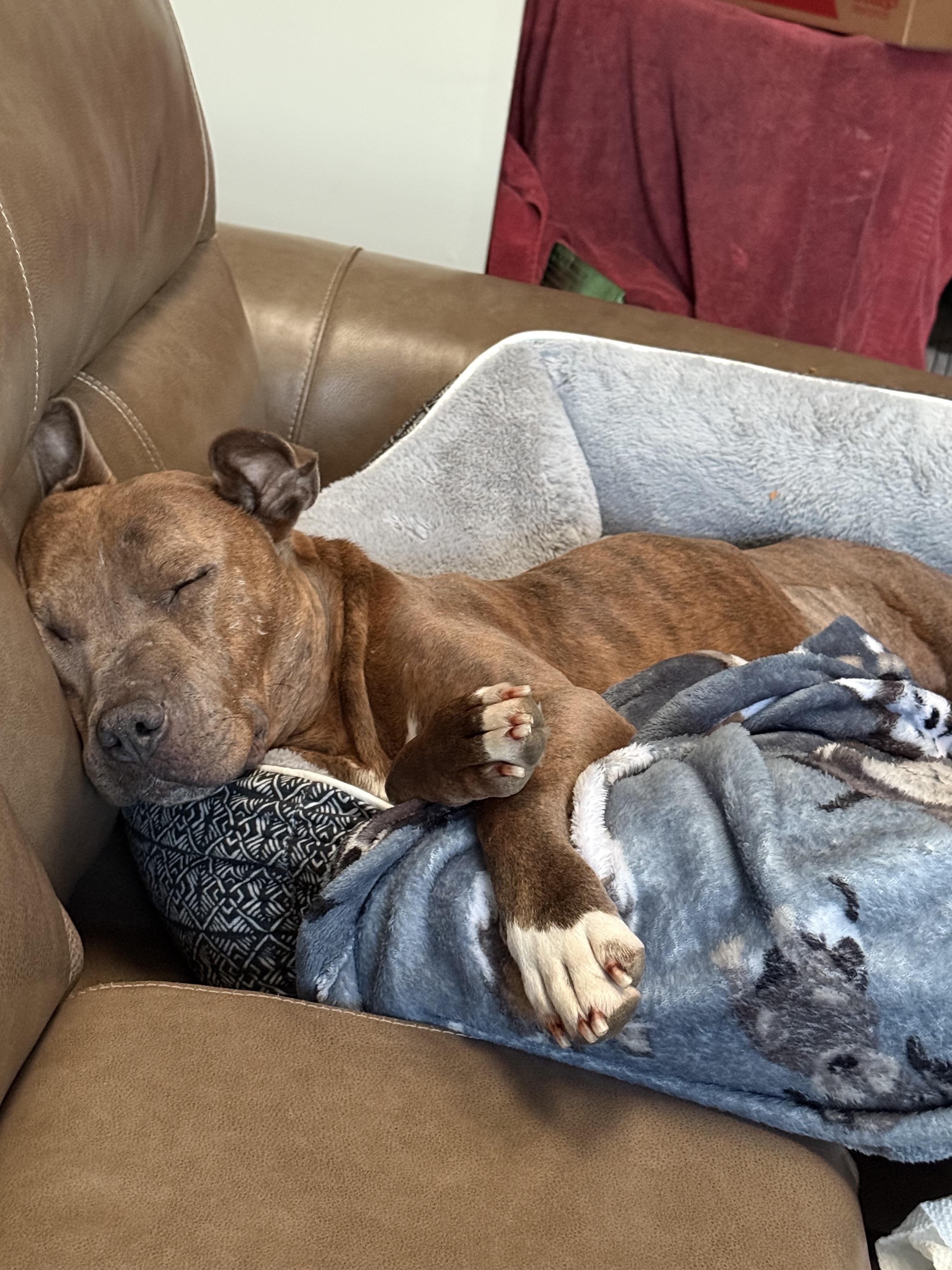 Enlarge Baby Girl, a ADOPTABLE Pit Bull Terrier in Vernon Hills, IL image 4/4