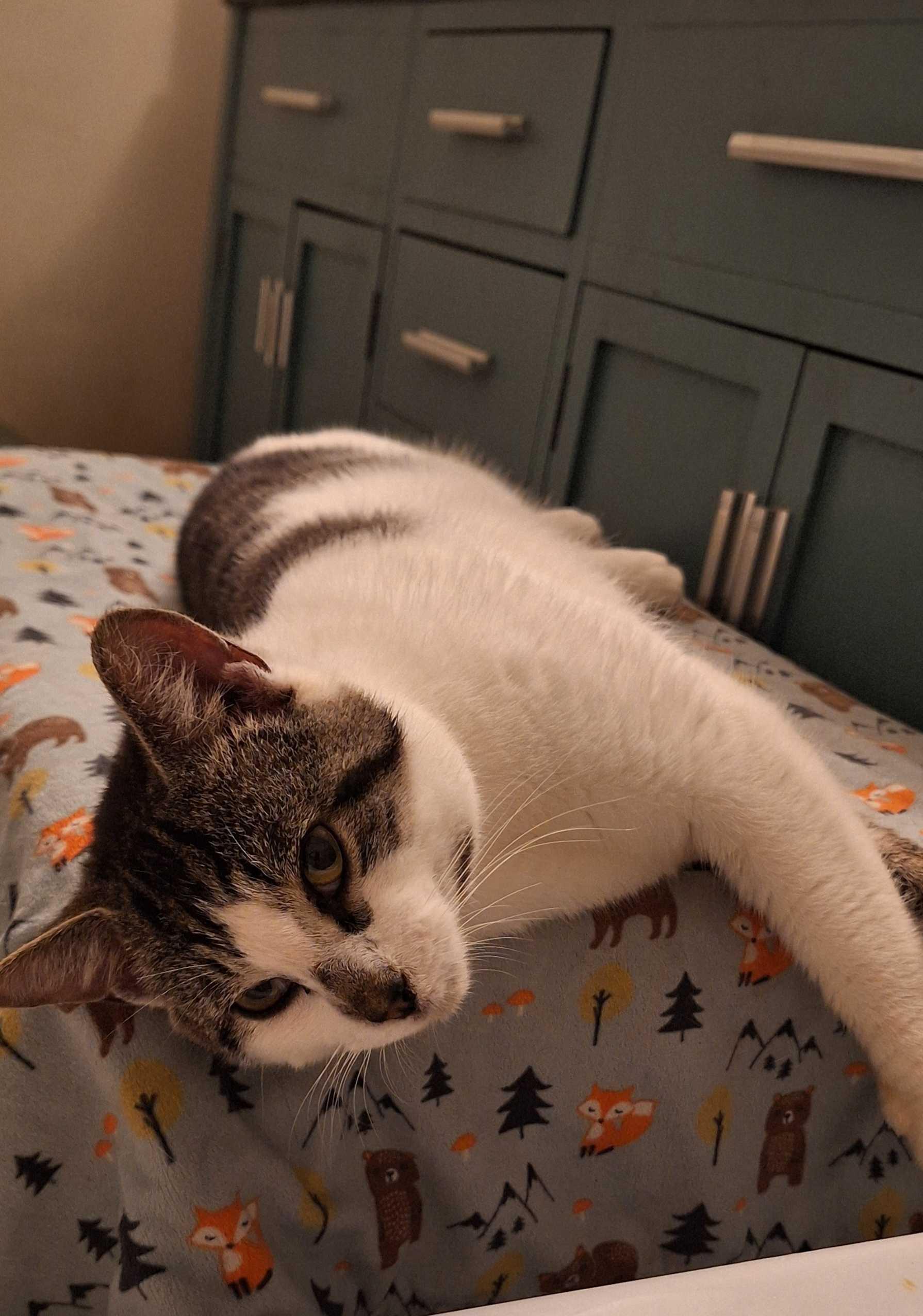 Button, an adoptable Domestic Short Hair in Wakefield, QC image 2/6