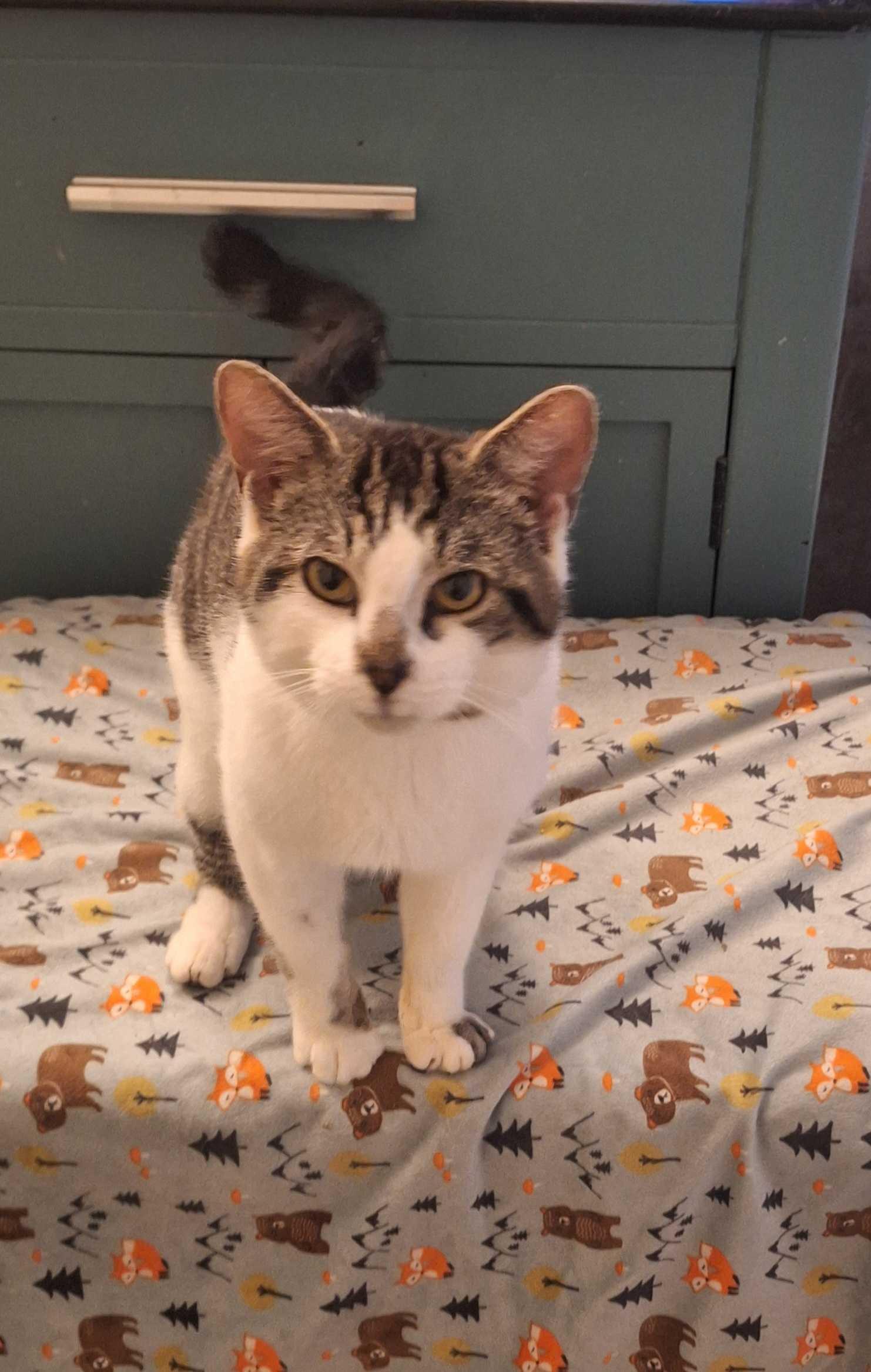 Button, an adoptable Domestic Short Hair in Wakefield, QC image 5/6