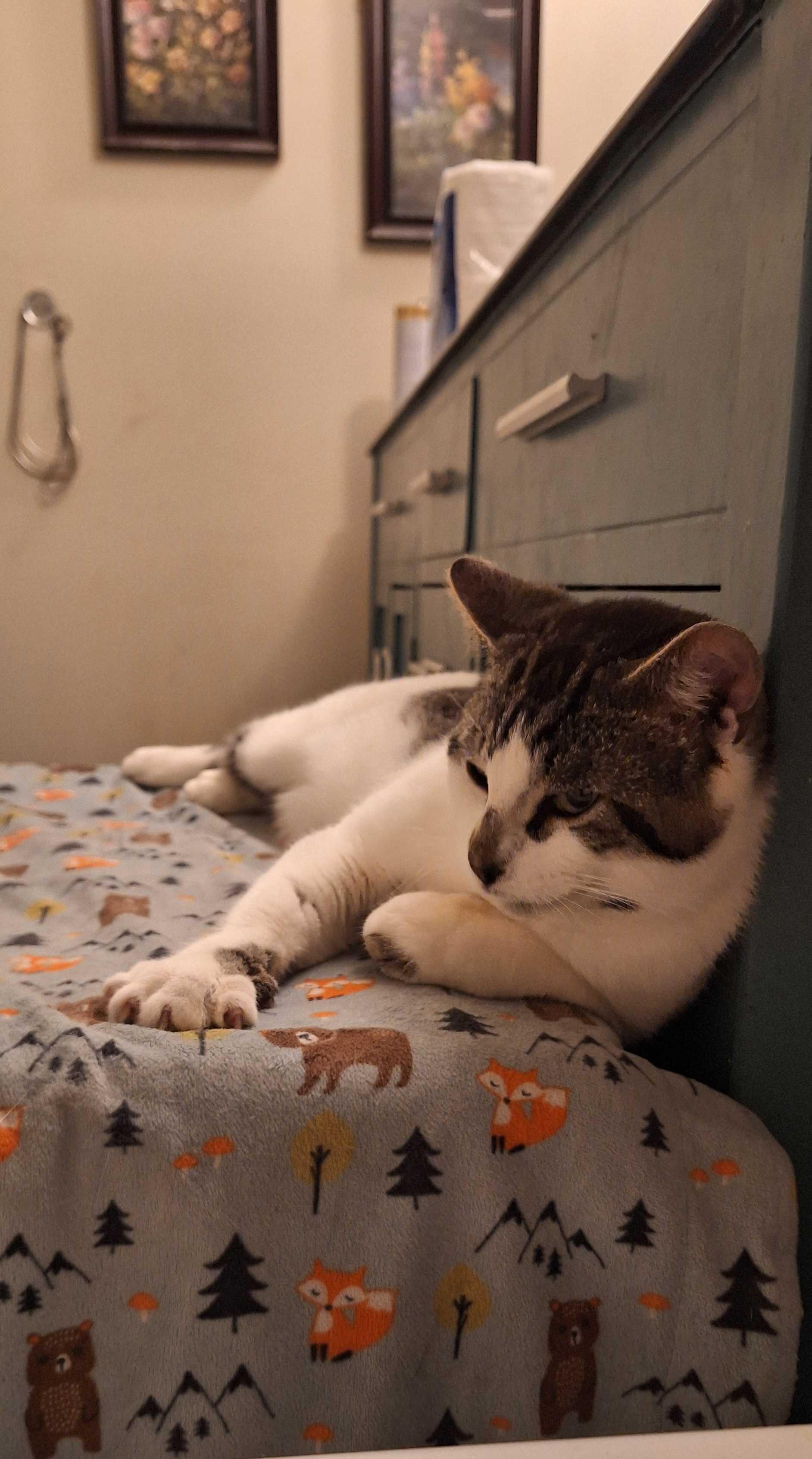 Button, an adoptable Domestic Short Hair in Wakefield, QC image 4/6