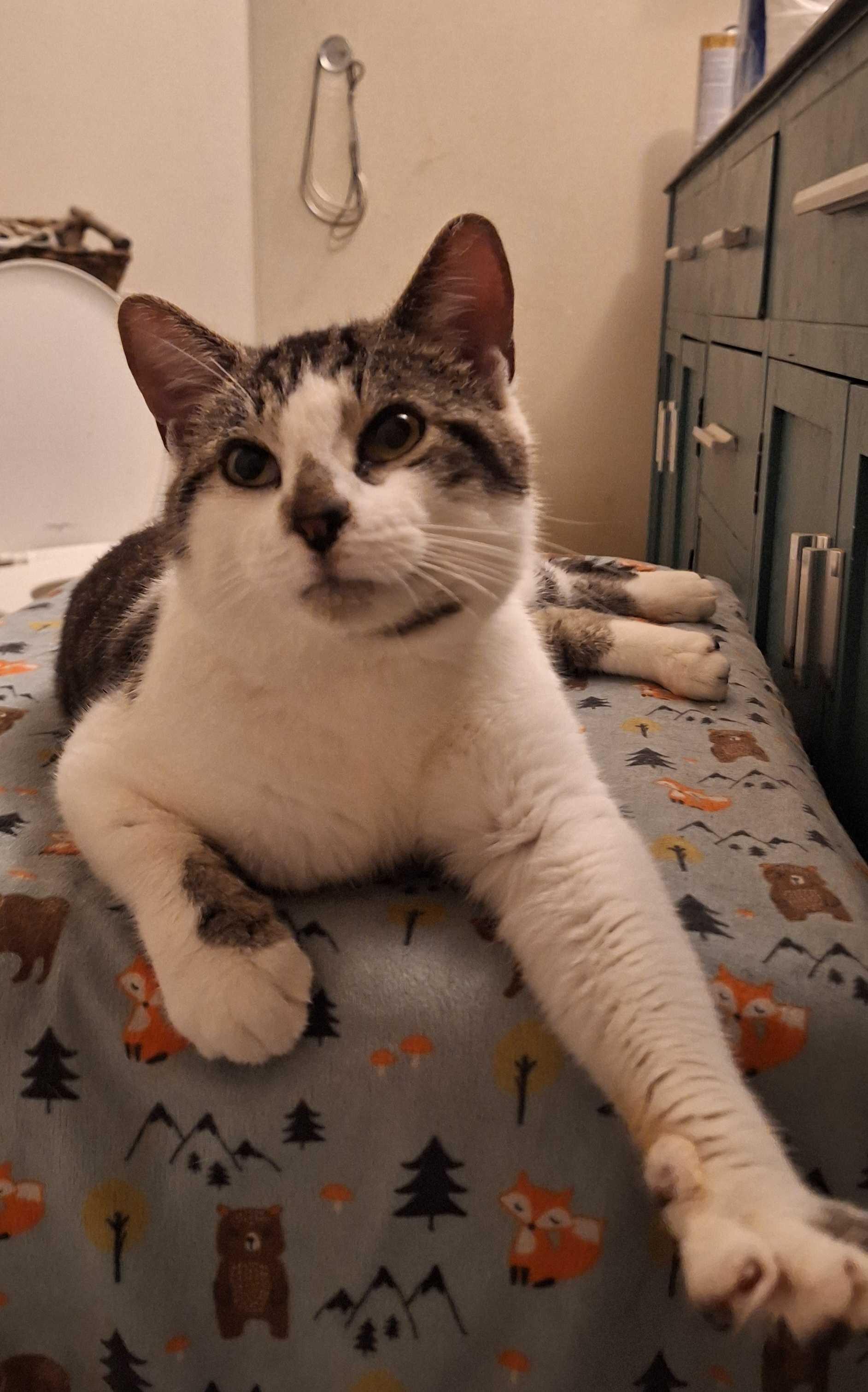 Button, an adoptable Domestic Short Hair in Wakefield, QC image 3/6