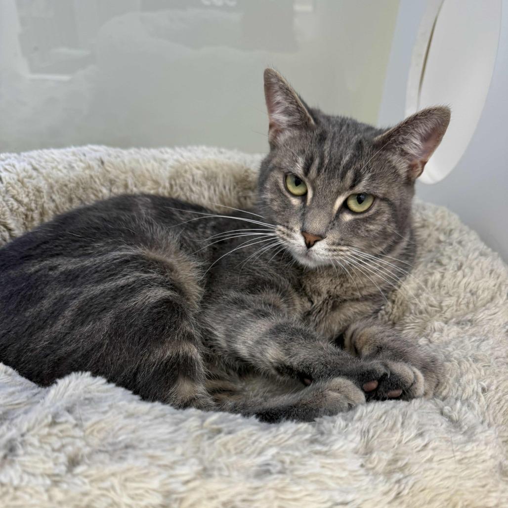 Burlie, a Adoptable Domestic Short Hair in Beaumont, TX image 1/4