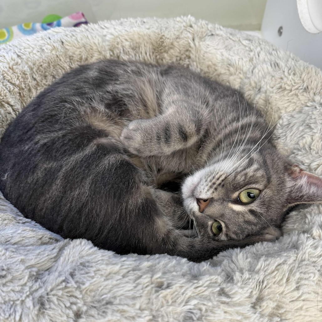 Burlie, a Adoptable Domestic Short Hair in Beaumont, TX image 2/4